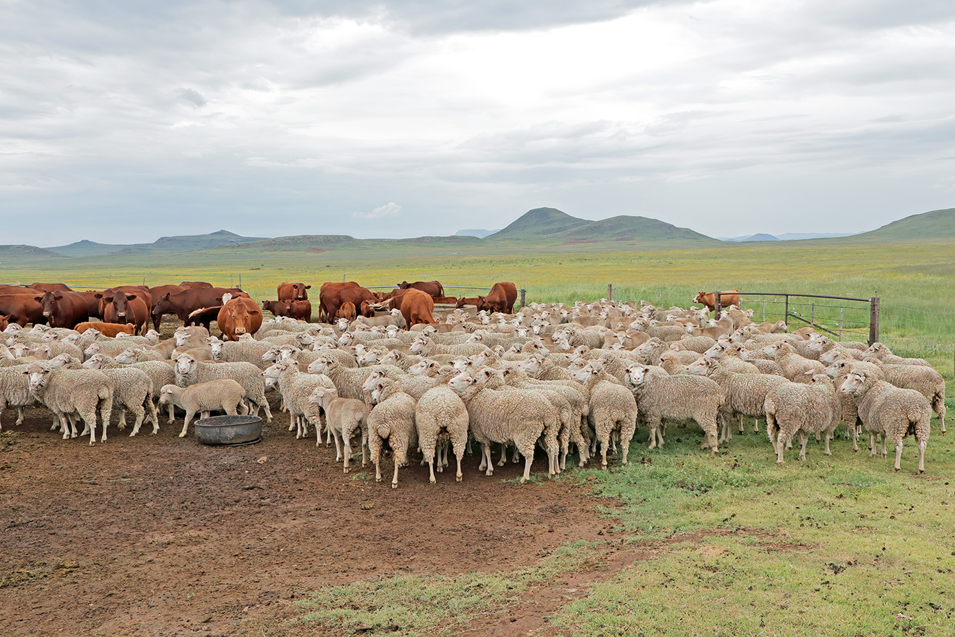 livestock production management