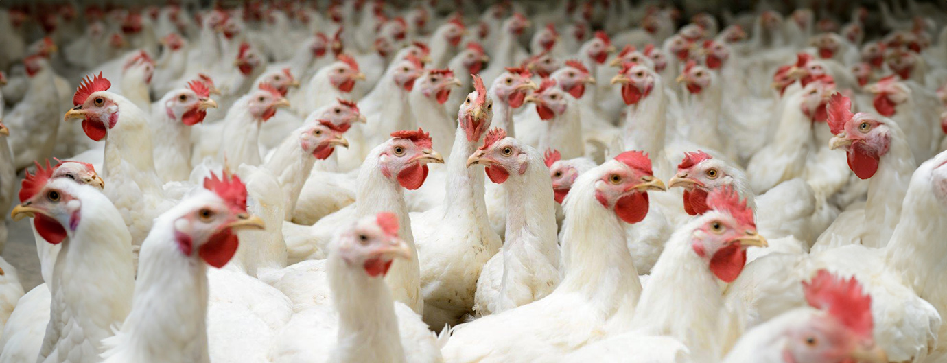Poultry experts header