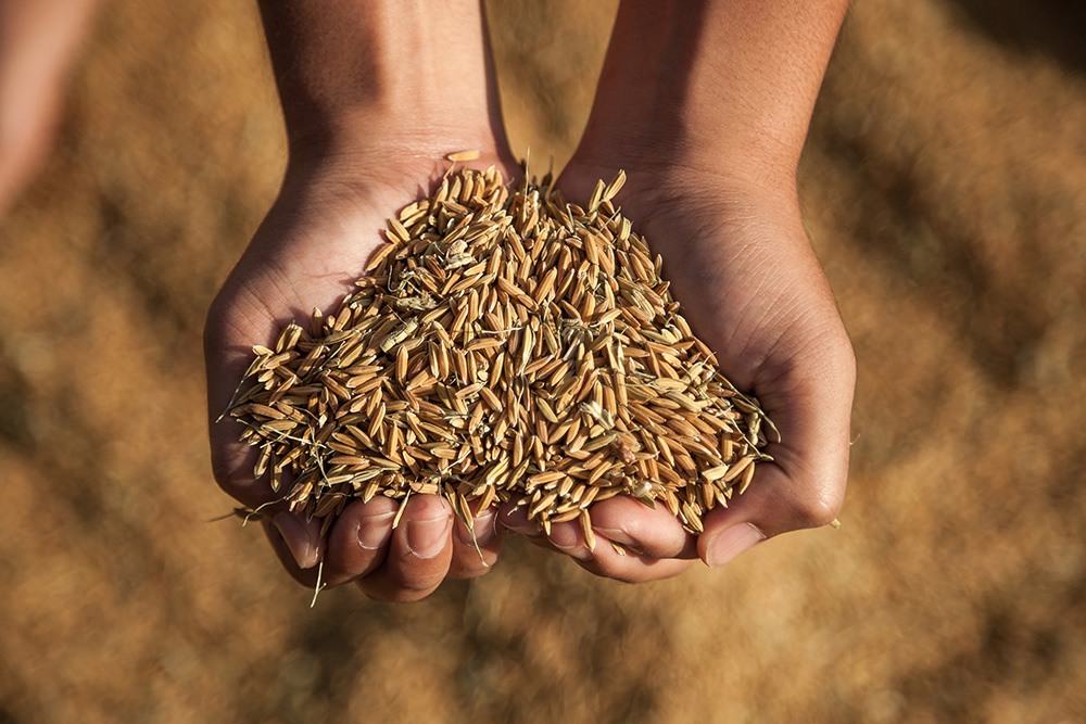 Food-security-consultants