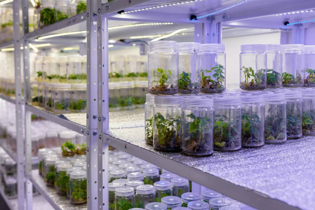 advantages and disadvantages of micropropagation header