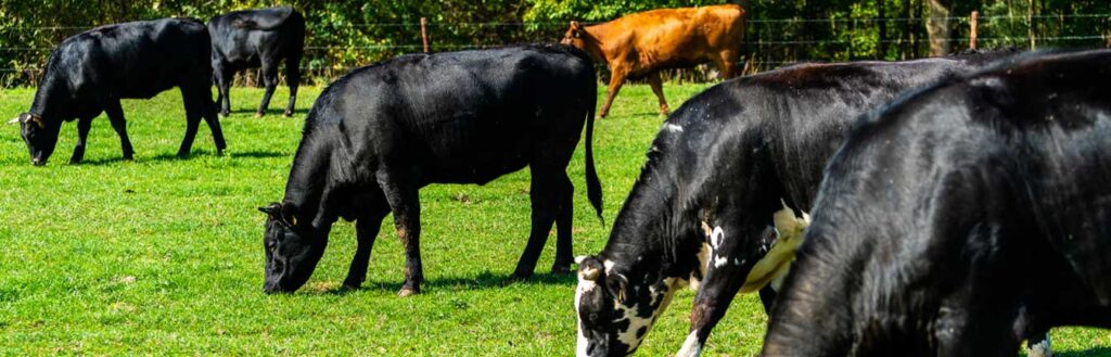 Cost of grass-fed beef header