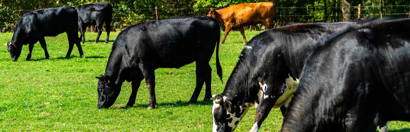 Cost of grass-fed beef header