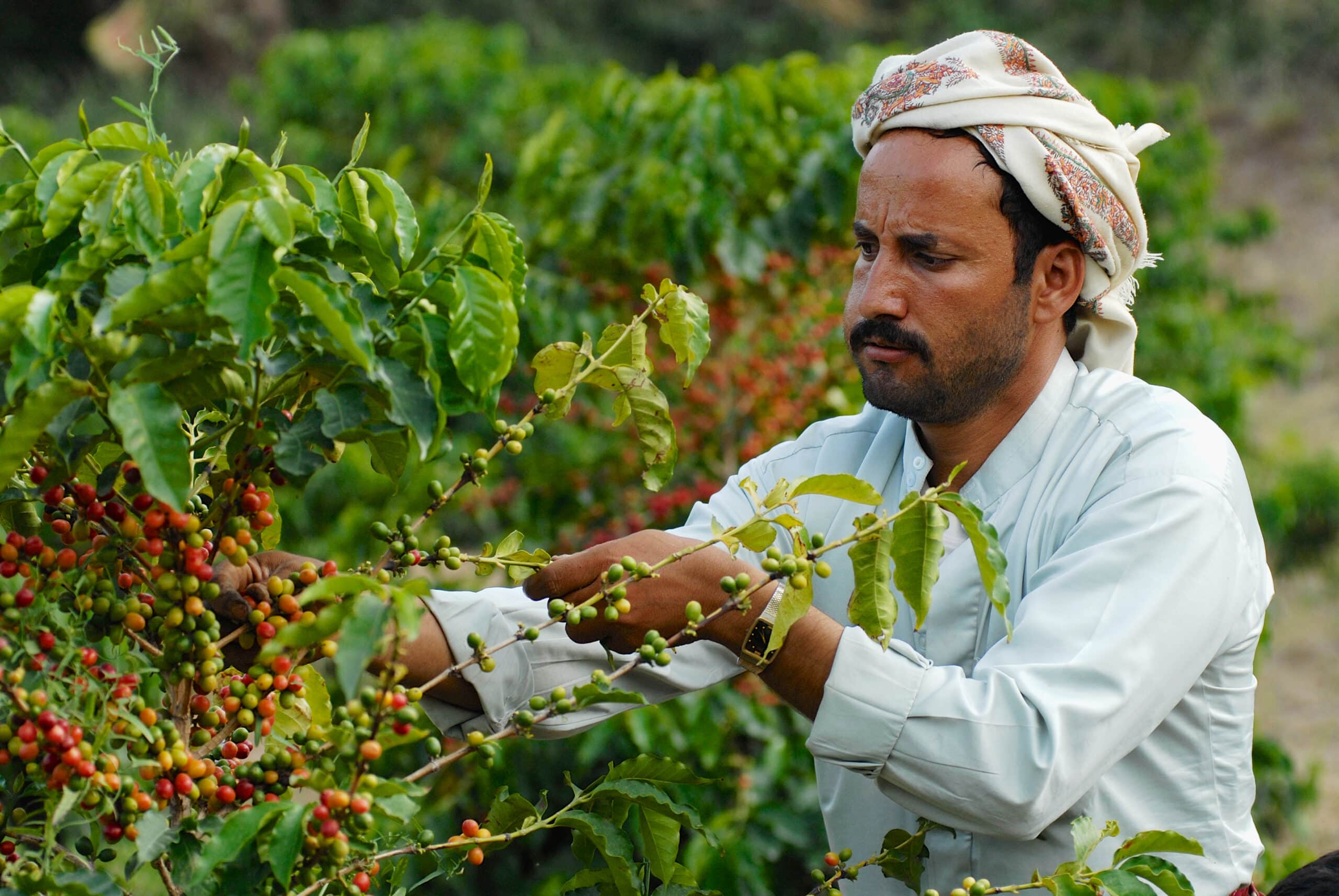 Yemenia coffee header