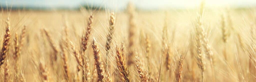 AIM wheat project
