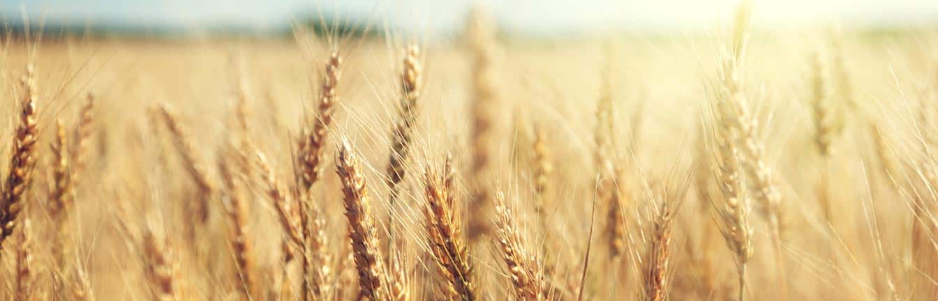 AIM wheat project