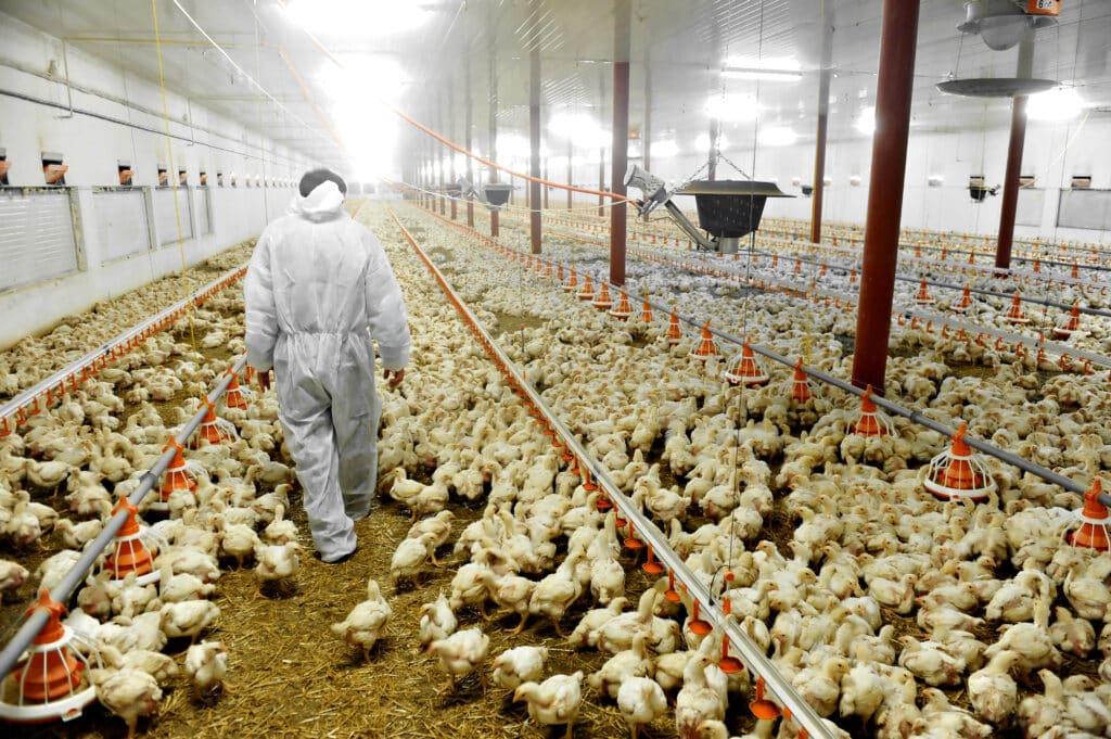 poultry summary report header
