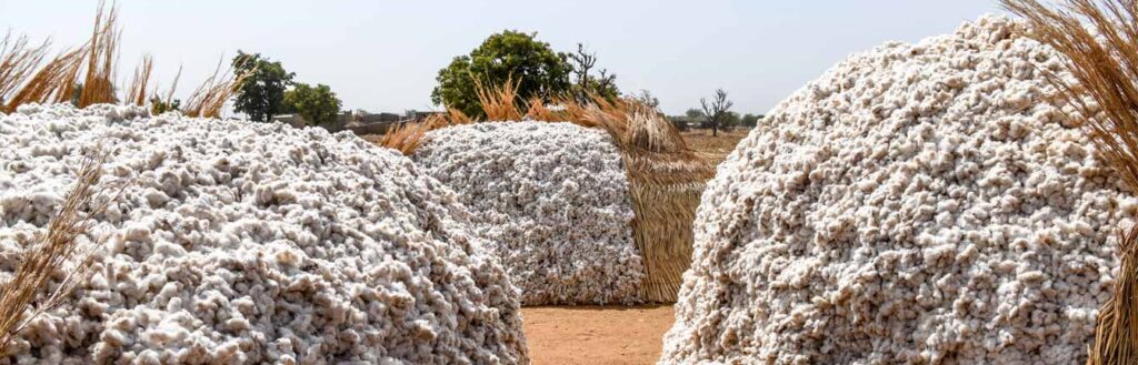 cotton value chain header