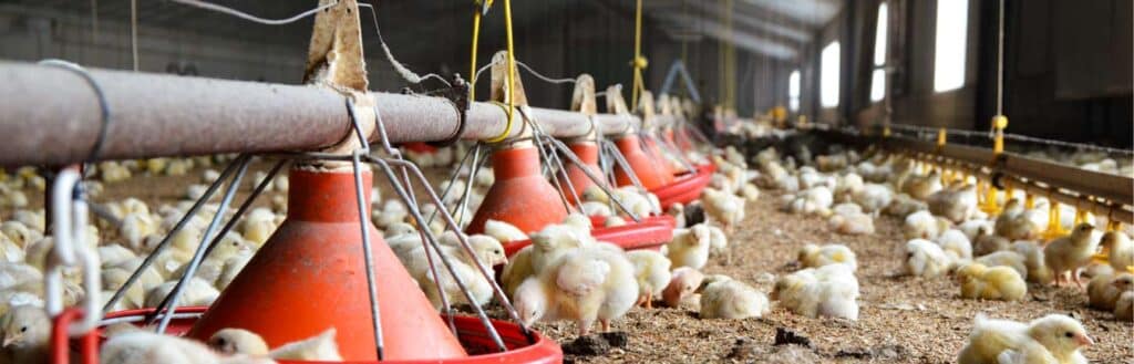 Poultry company header