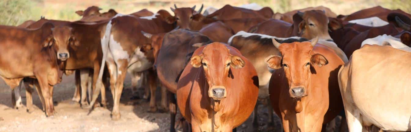 Cattle breeds in Zimbabwe header