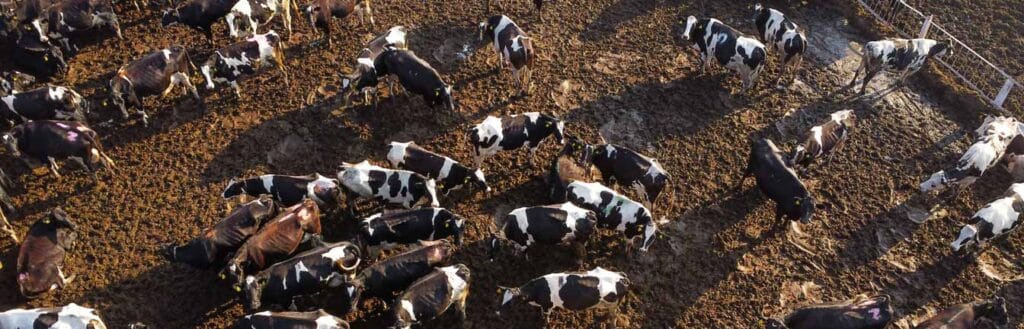 Cattle feeding header