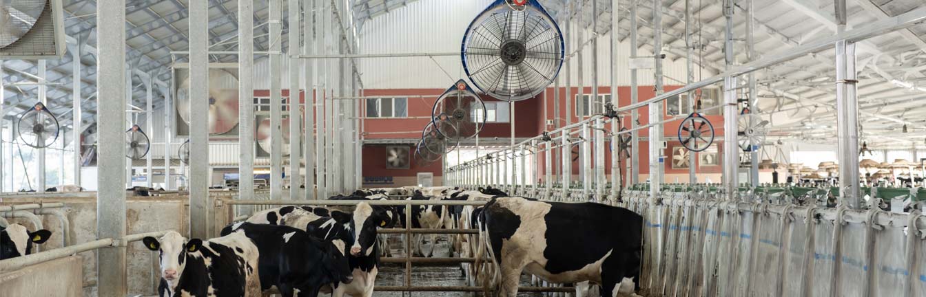 cattle farming header