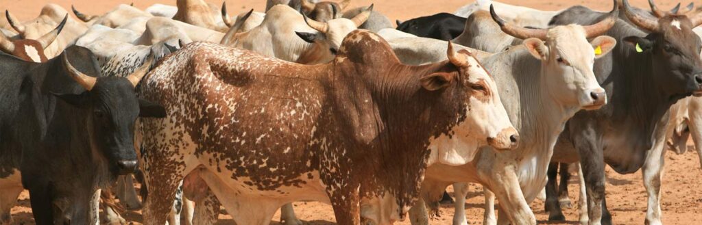 cattle breeding header