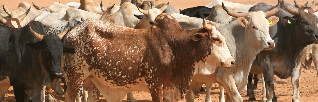 cattle breeding header