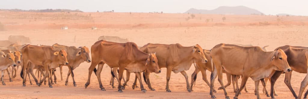 cattle farming header