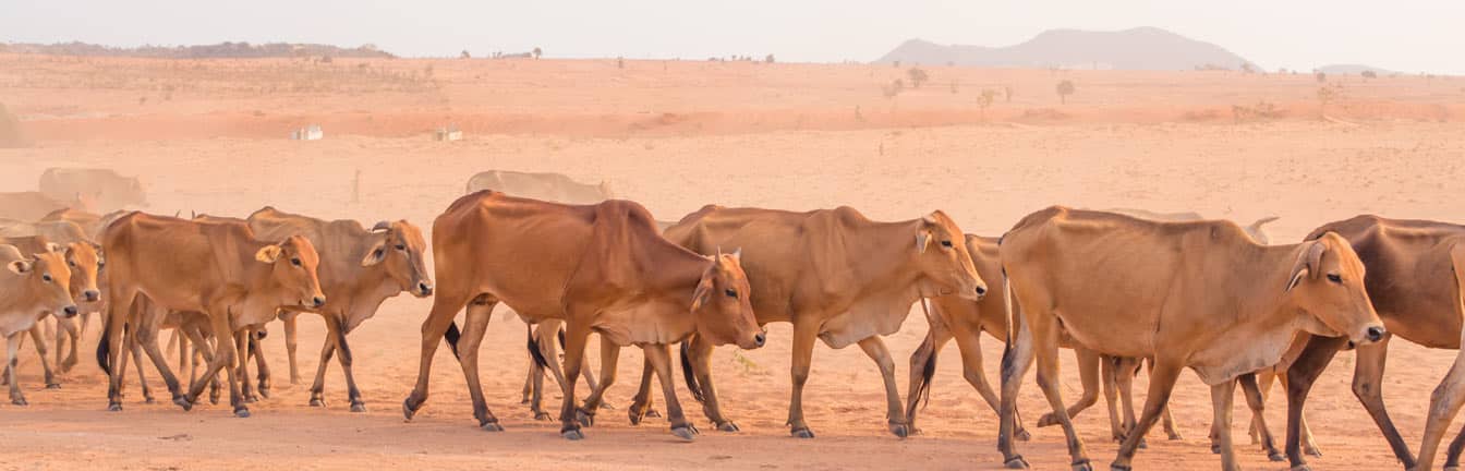 cattle farming header